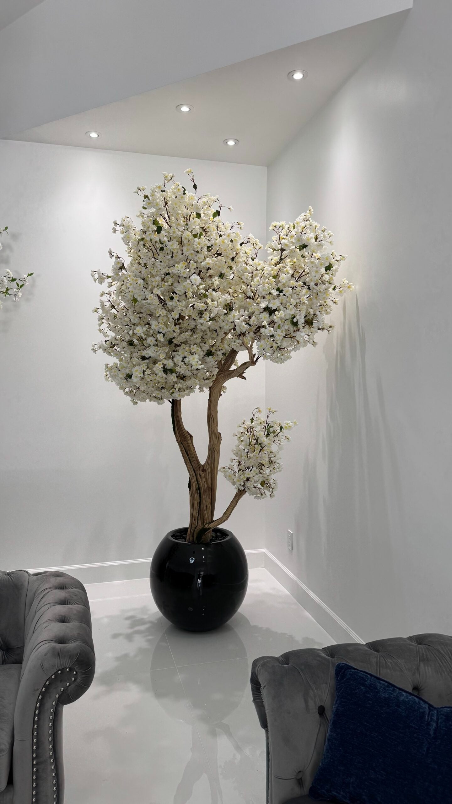 Weißer Kirschbaum „8 Fuß“ auf einem schwarzen Pflanzgefäß