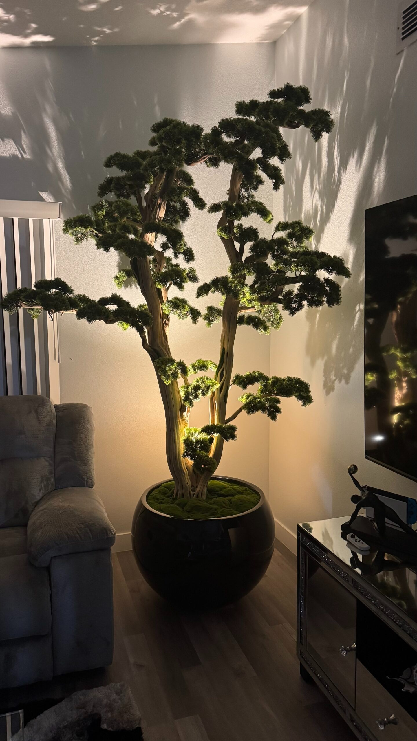 Bonsai in einer runden schwarzen Vase