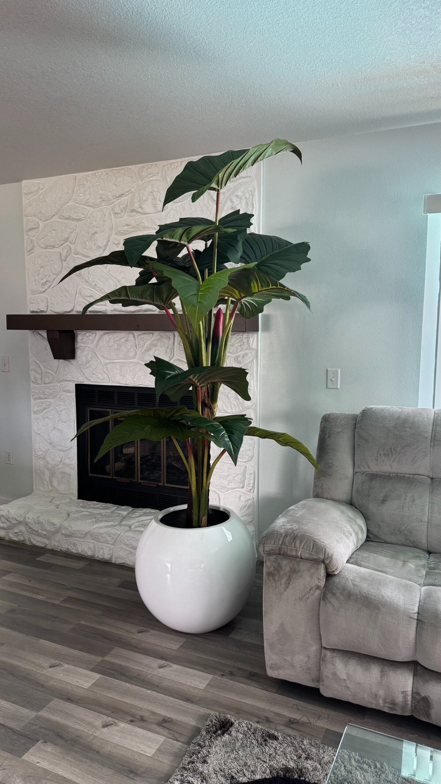 Rote Alocasia „Prince“ XL in einem weißen Pflanzgefäß