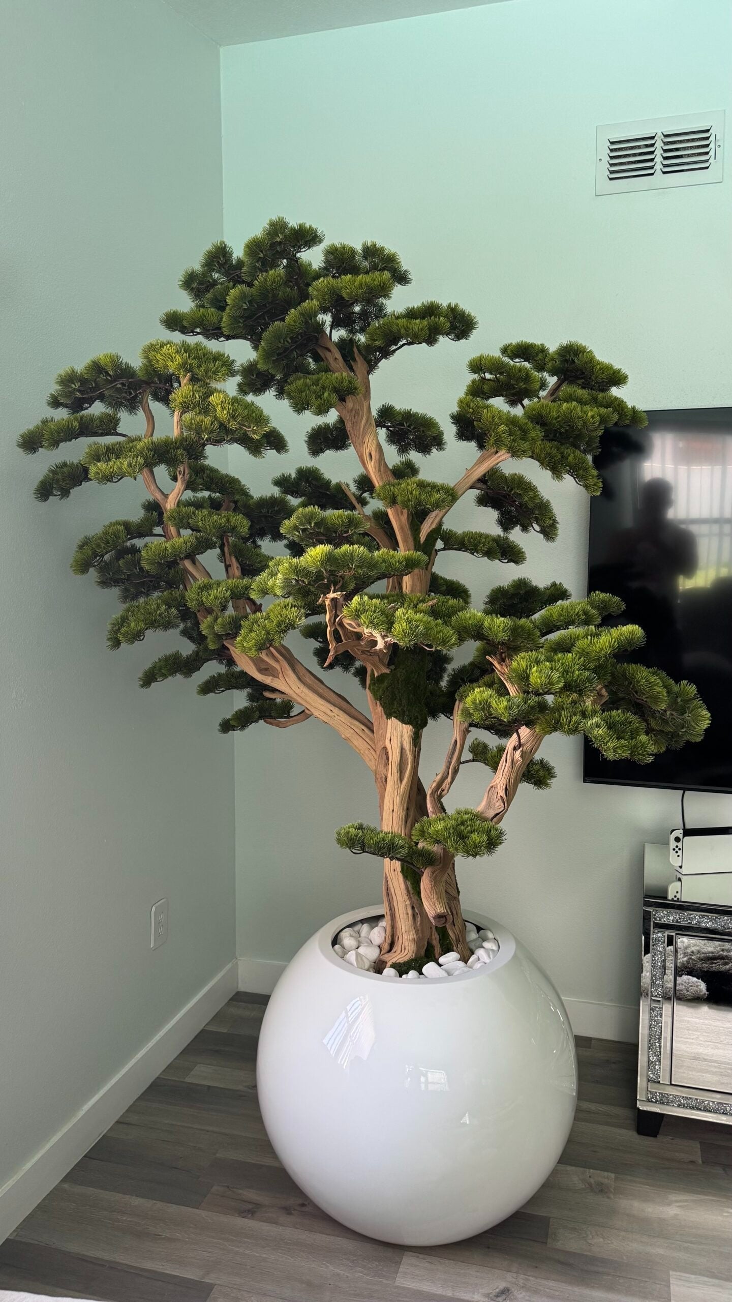 Bonsai „2,4 m“ in einem runden weißen Pflanzgefäß