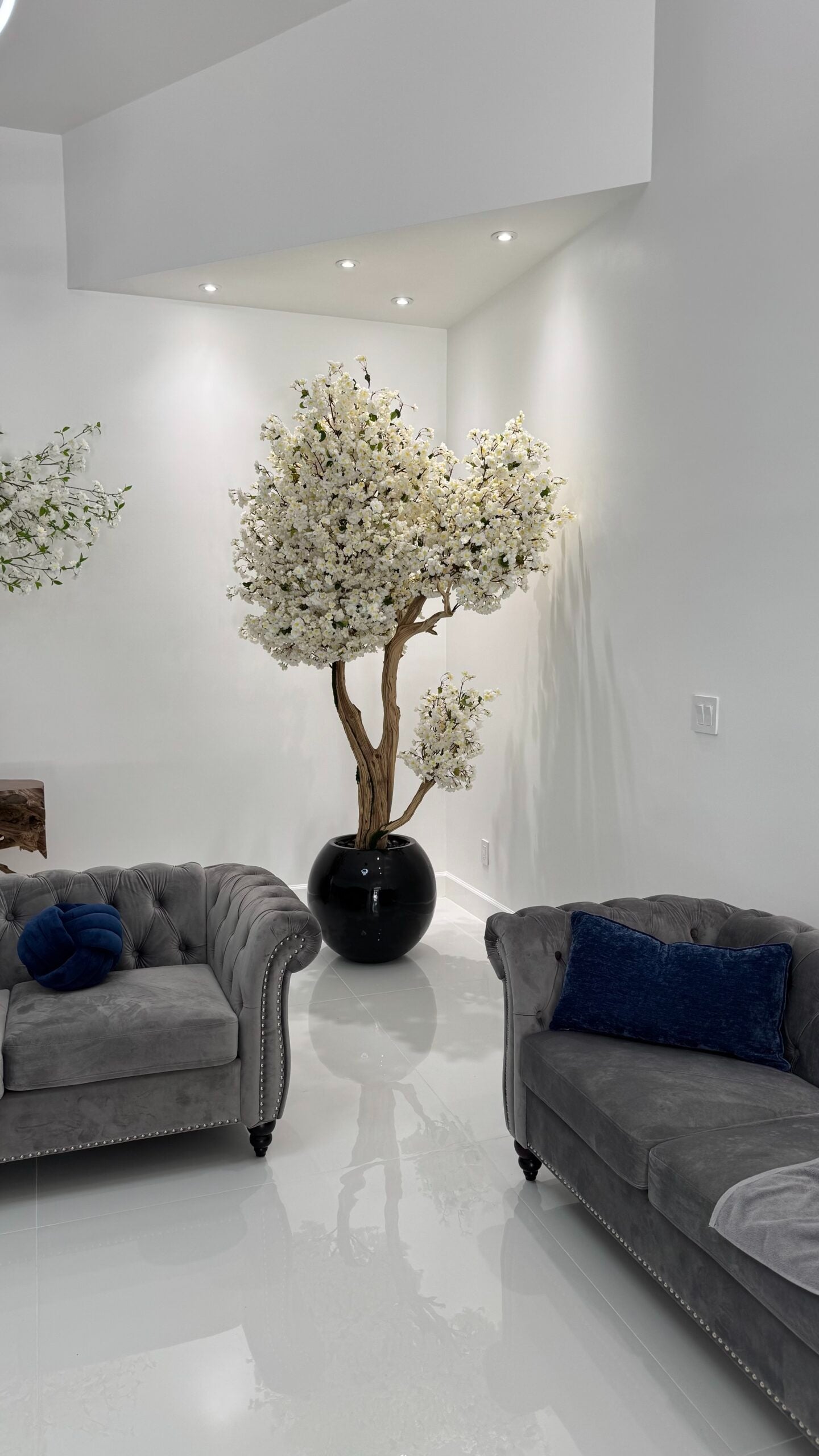 Weißer Kirschbaum „8 Fuß“ auf einem schwarzen Pflanzgefäß